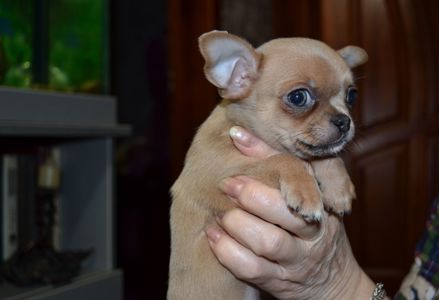 Чихуахуа хлопчик 700 грам щастя