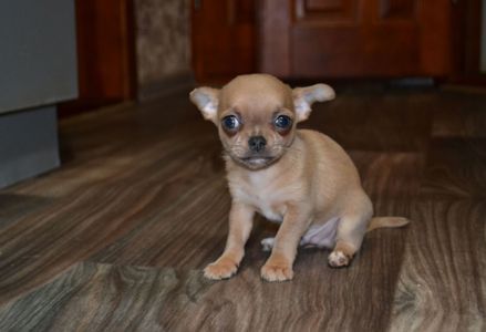 Чихуахуа хлопчик 700 грам щастя