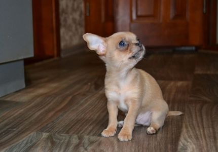 Чихуахуа хлопчик 700 грам щастя