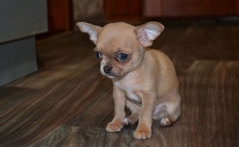 Чихуахуа хлопчик 700 грам щастя