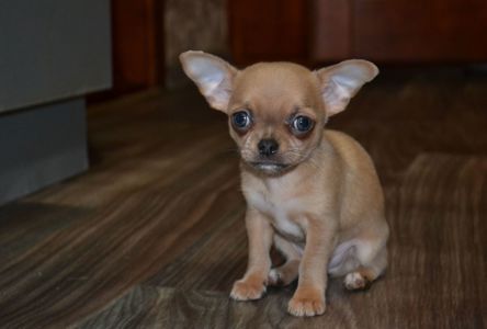 Чихуахуа хлопчик 700 грам щастя