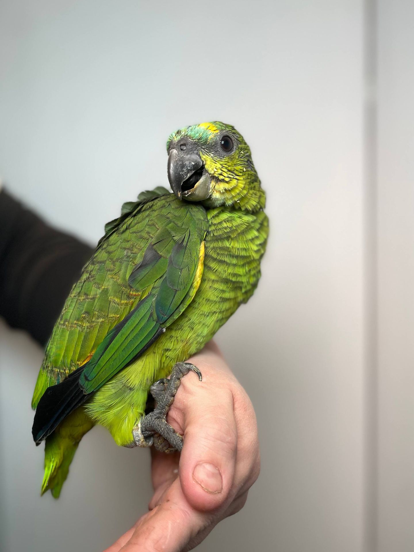 иньолобий розмовляючий амазон, жовтоплечий амазон, ручний викормиш з кільцем та ДНК тестами