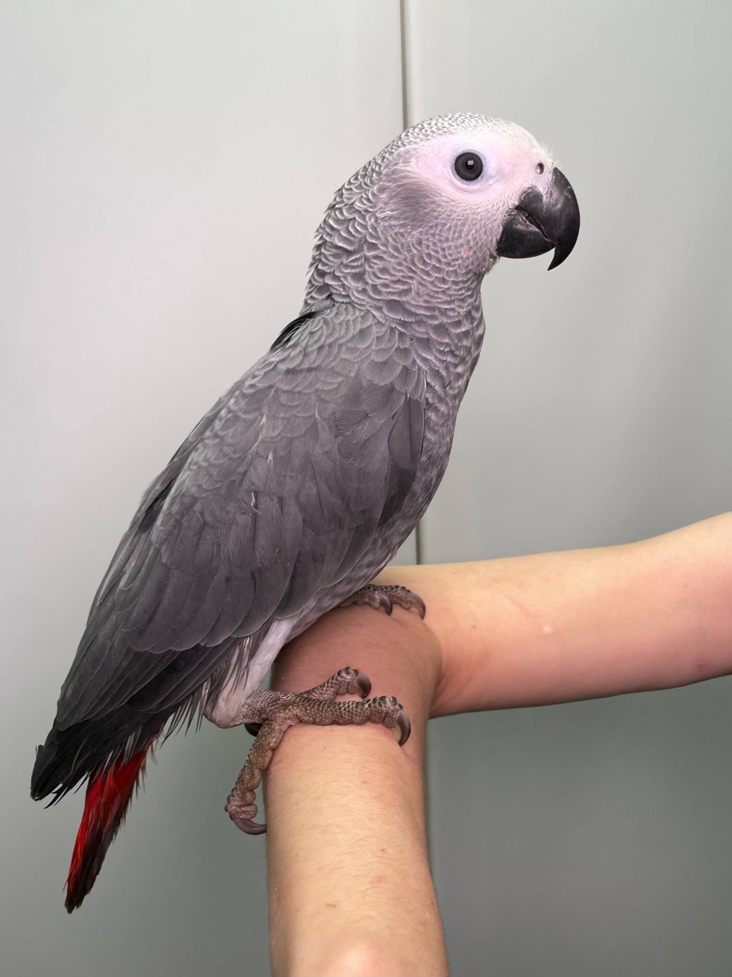 Малюк жако, серый африканский ручной жако выкормыш, говорящий попугай жако, птенцы от 2 мес