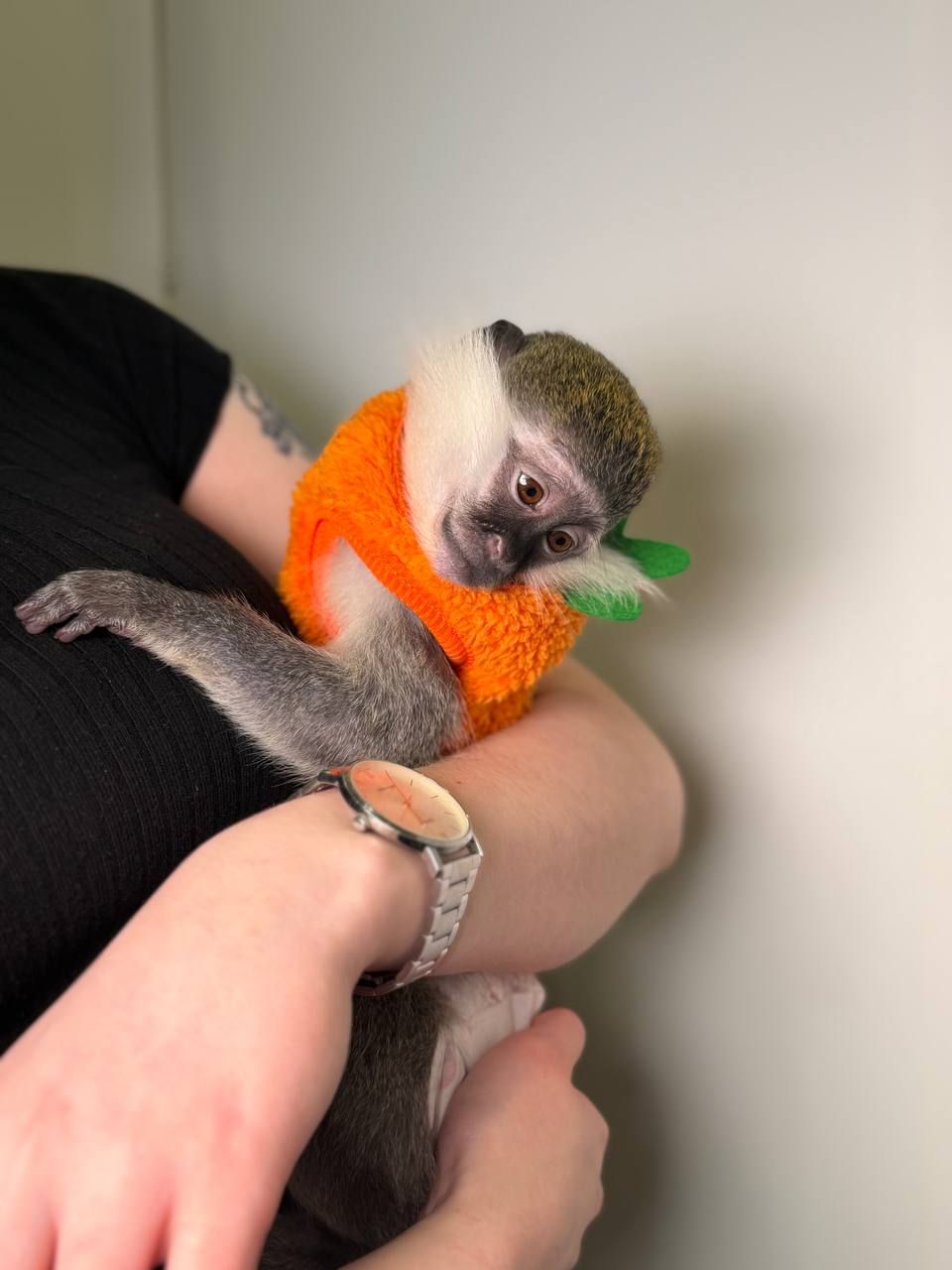 Карликова зелена мавпа Верветка, зелена мавпочка, домашня мавпочка, мавпочка як Оливка