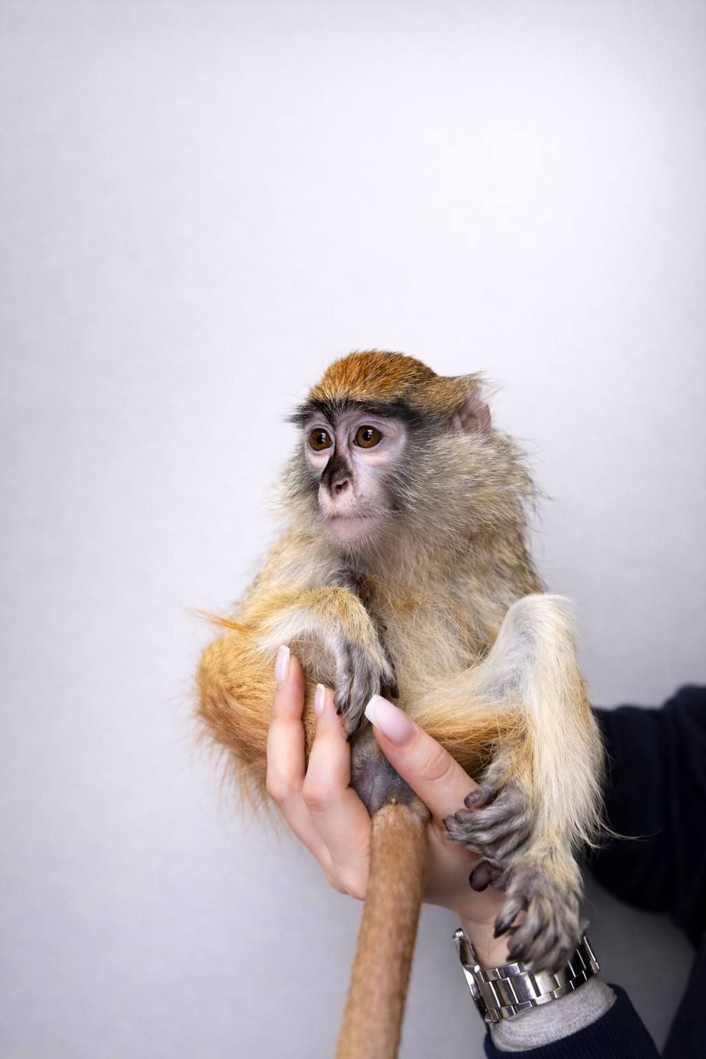 Мавпочка обезьянка ручна Гусар, найрозумніший примат у світі, домашній гусар