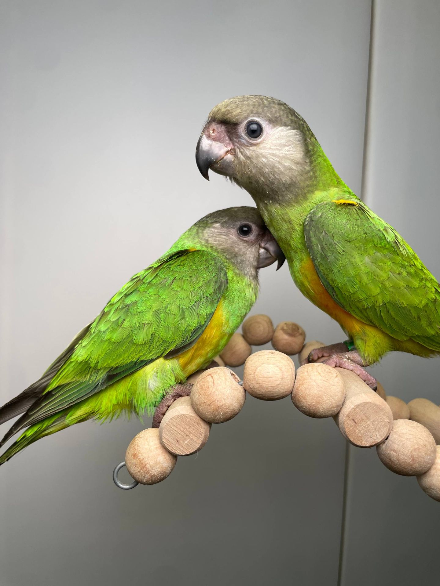 Сенегальский папуга, сенегал, сенегалець, сенегальский длиннокрылый попугай