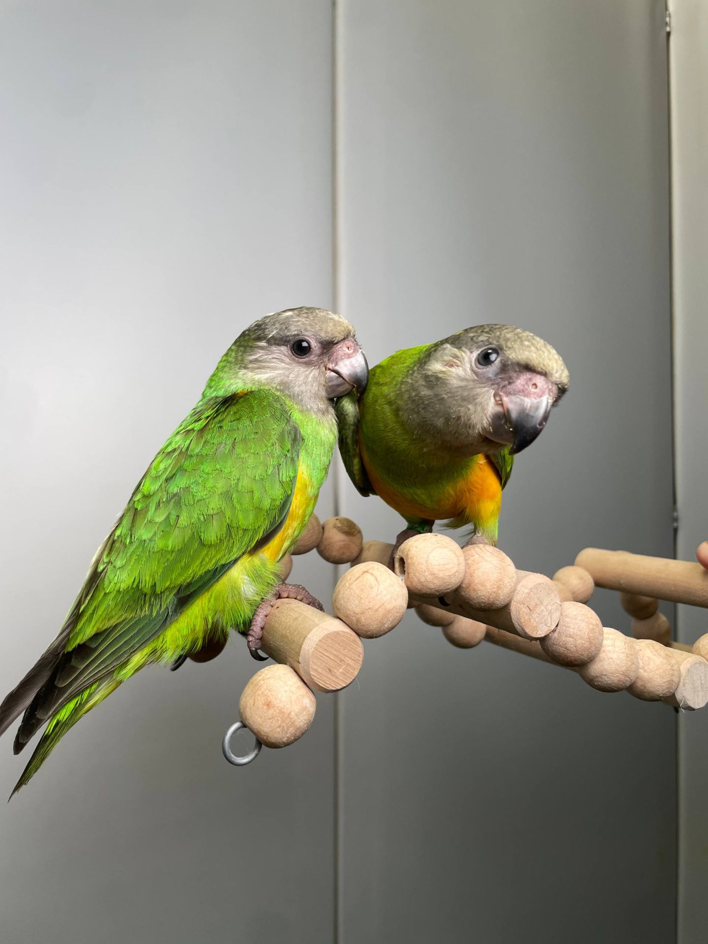 Сенегальский папуга, сенегал, сенегалець, сенегальский длиннокрылый попугай