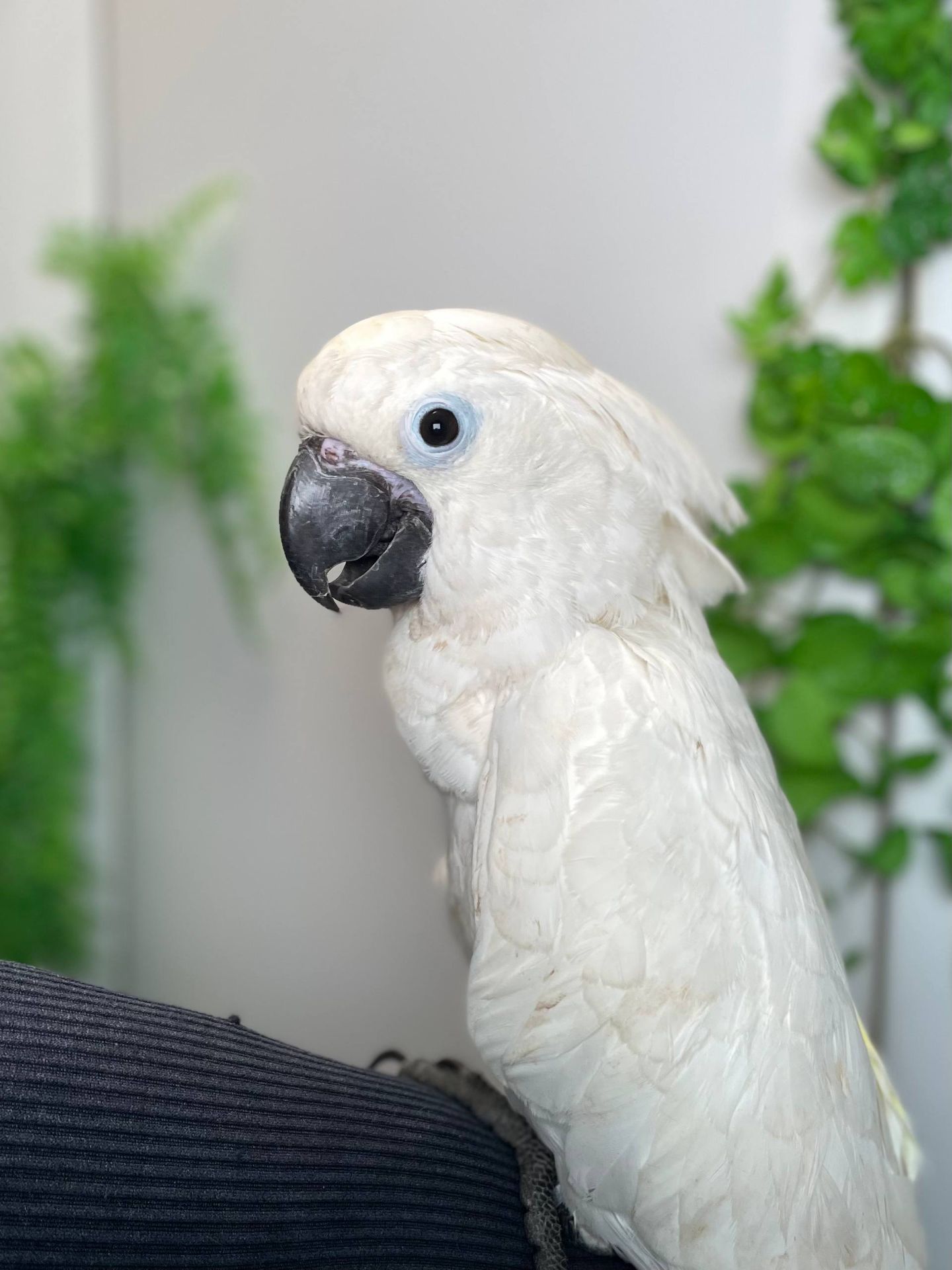 Какаду альба, білий какаду, ручний викормиш какаду, папуга з документами та кільцем