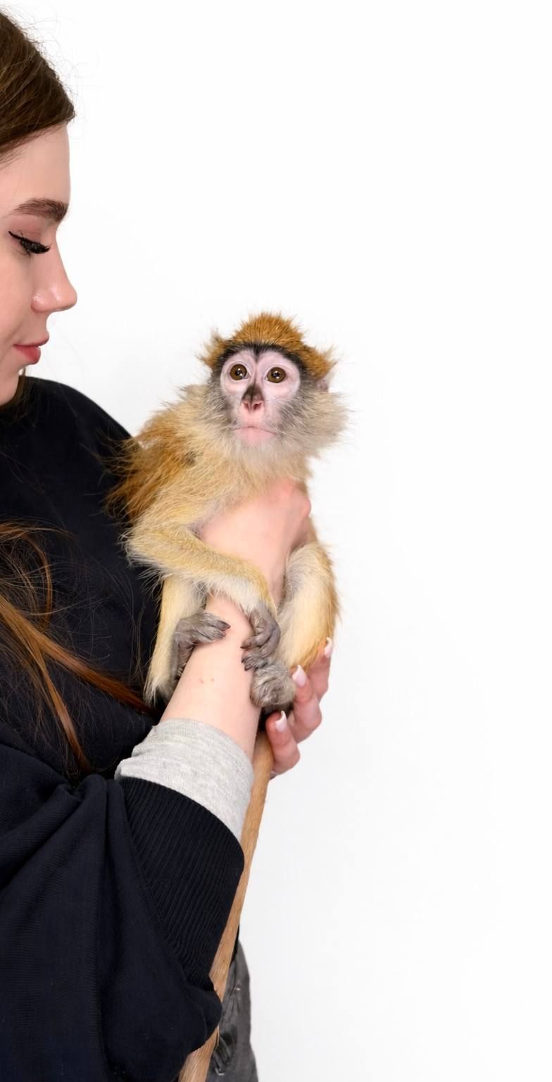 Мавпочка обезьянка ручна Гусар, найрозумніший примат у світі, домашній гусар