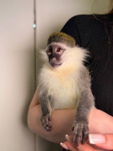Карликова зелена мавпа Верветка, зелена мавпочка, домашня мавпочка, мавпочка як Оливка