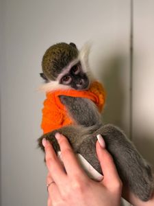 Карликова зелена мавпа Верветка, зелена мавпочка, домашня мавпочка, мавпочка як Оливка