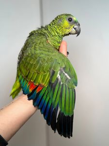 иньолобий розмовляючий амазон, жовтоплечий амазон, ручний викормиш з кільцем та ДНК тестами