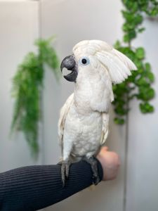 Какаду альба, білий какаду, ручний викормиш какаду, папуга з документами та кільцем
