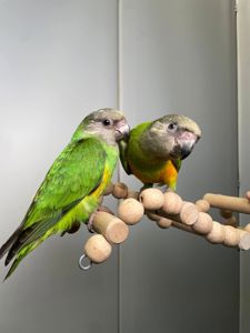 Сенегальский папуга, сенегал, сенегалець, сенегальский длиннокрылый попугай