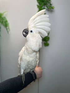 Какаду альба, білий какаду, ручний викормиш какаду, папуга з документами та кільцем