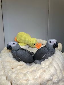 Малюк жако, серый африканский ручной жако выкормыш, говорящий попугай жако, птенцы от 2 мес