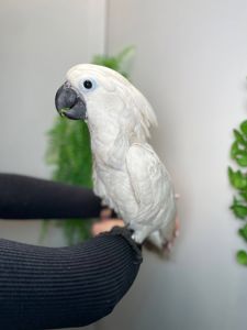 Какаду альба, білий какаду, ручний викормиш какаду, папуга з документами та кільцем