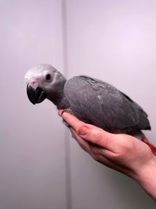 Малюк жако, серый африканский ручной жако выкормыш, говорящий попугай жако, птенцы от 2 мес