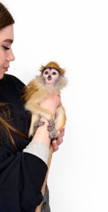 Мавпочка обезьянка ручна Гусар, найрозумніший примат у світі, домашній гусар