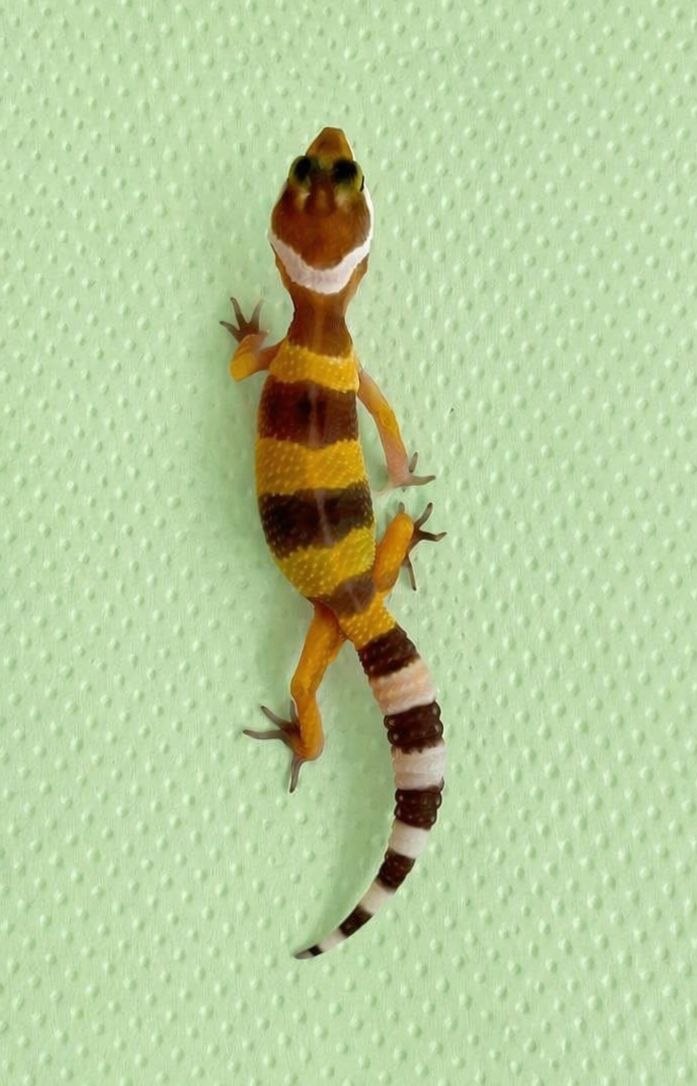 Эублефар, леопардовый геккон