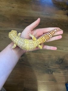 Эублефар, леопардовый геккон