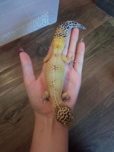 Эублефар, леопардовый геккон