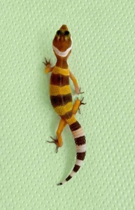 Эублефар, леопардовый геккон