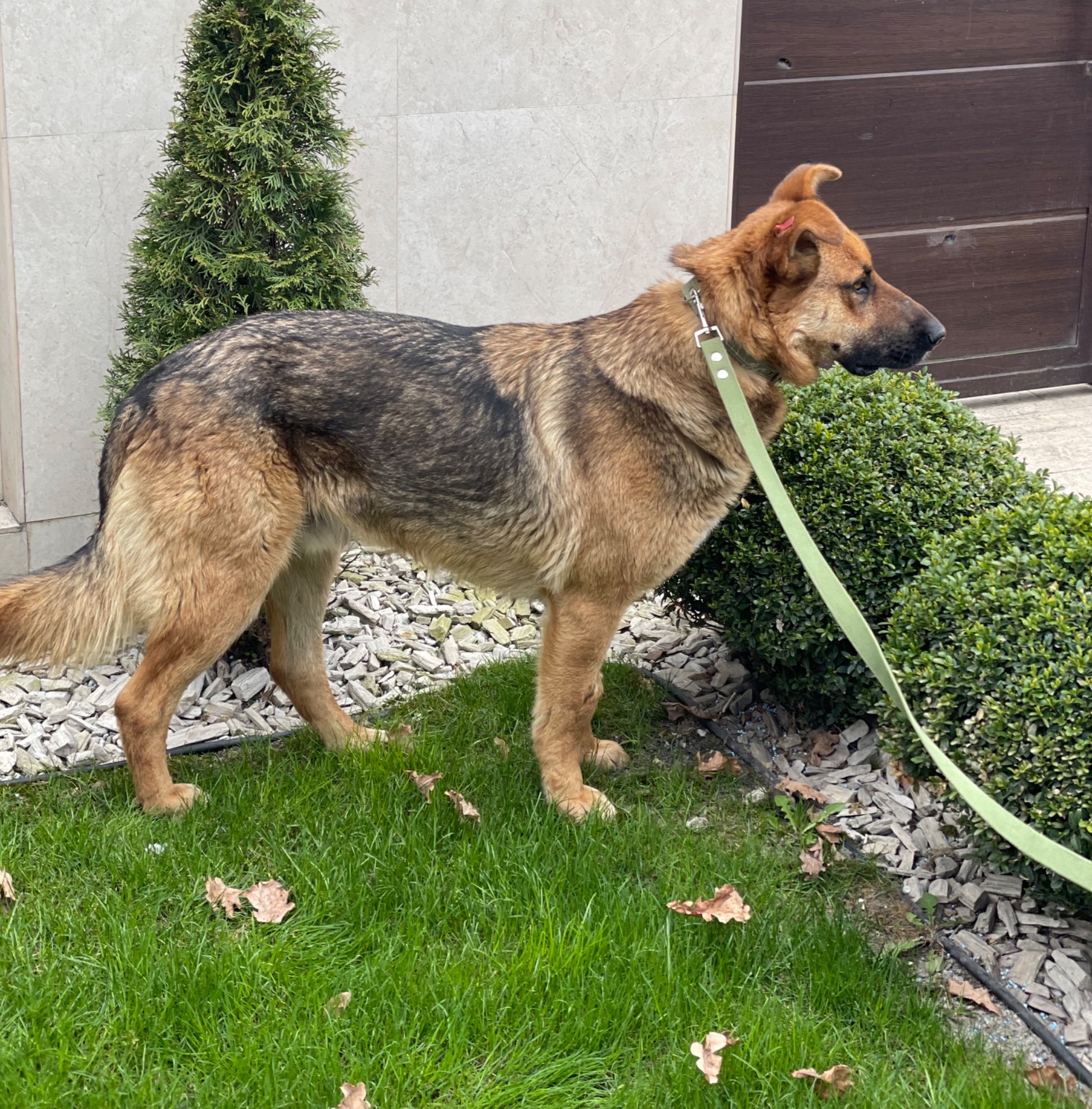 Песик шукає родину