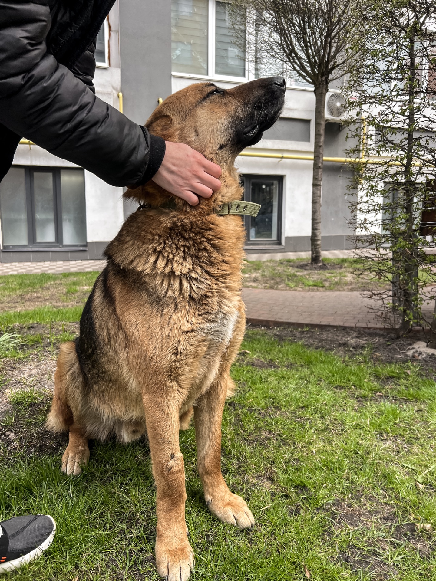 Песик шукає родину