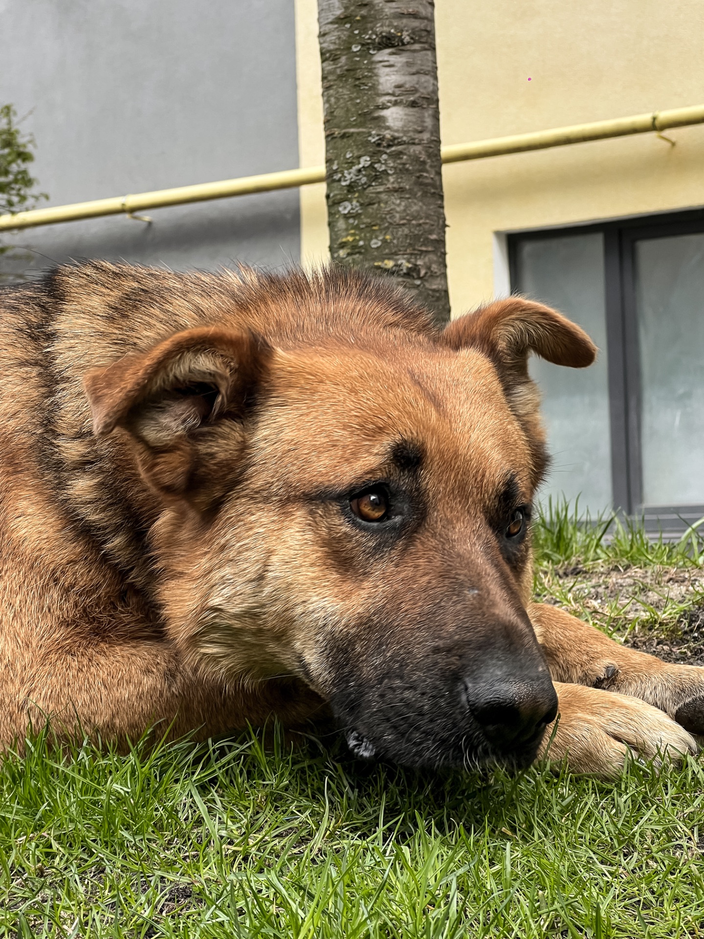 Песик шукає родину