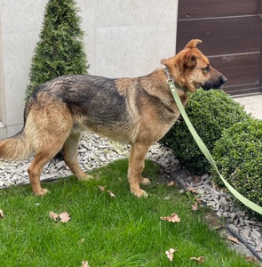 Песик шукає родину