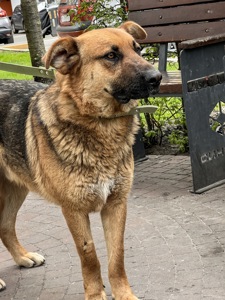 Песик шукає родину