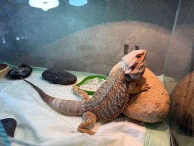 Продам бородату агаму 30 см, доросла з тераріумом