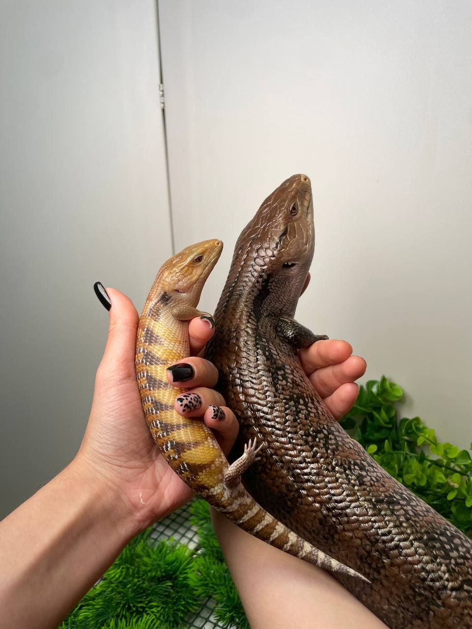 Синьоязикий сцинк, ручна контактна ящірка, сцинк з синім язиком, синеязыкий сцинк