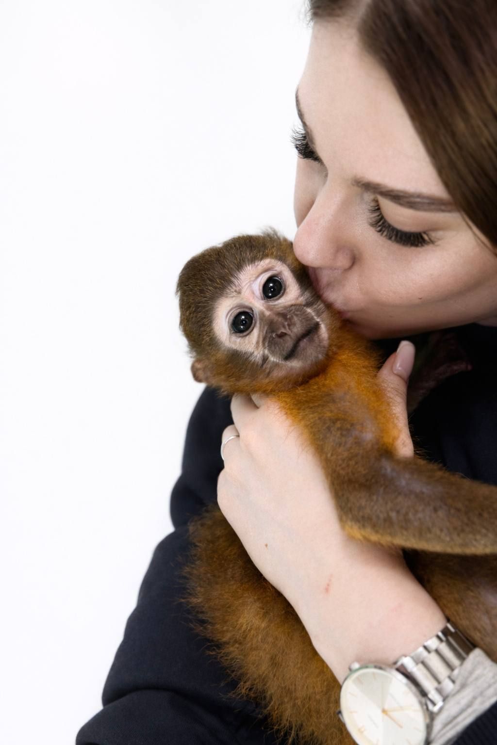 Золотистий мангобей, ручна мавпочка мангобей, дівчинка мавпа, домашня обезьяна