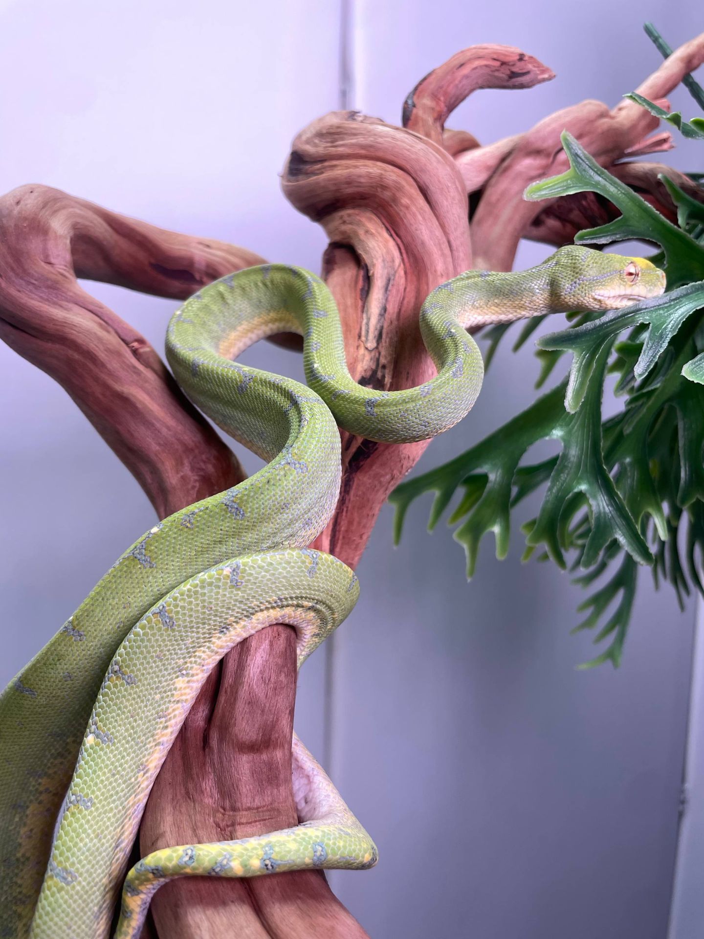 Зелений деревний пітон, ручний пітон, ручна змія, зелена змія, древесный питон, зеленый питон
