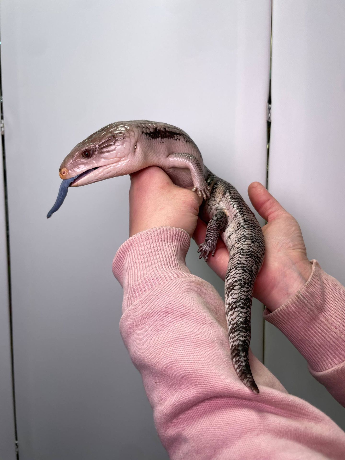 Синьоязикий сцинк, ручна контактна ящірка, сцинк з синім язиком, синеязыкий сцинк