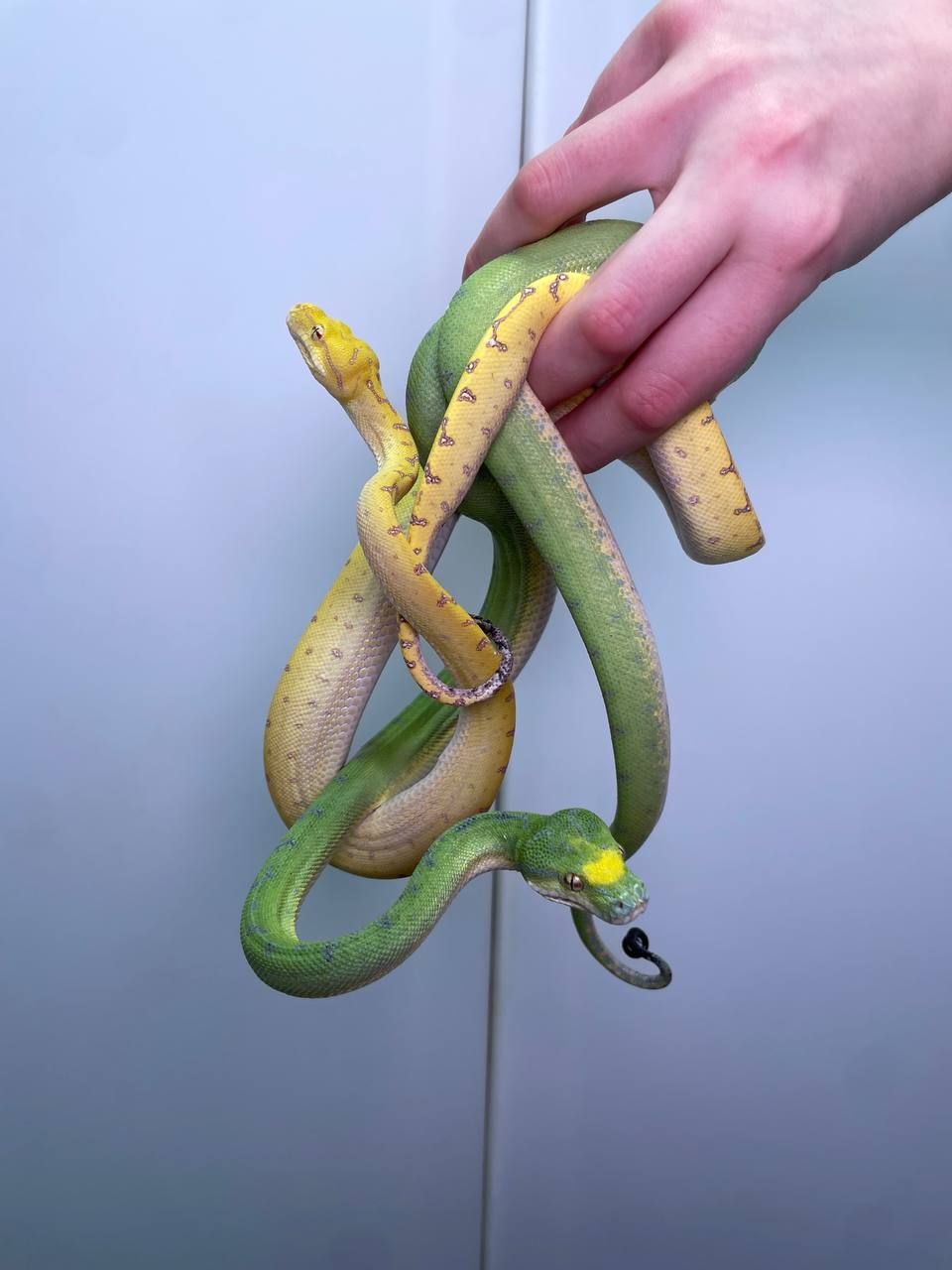 Зелений деревний пітон, ручний пітон, ручна змія, зелена змія, древесный питон, зеленый питон