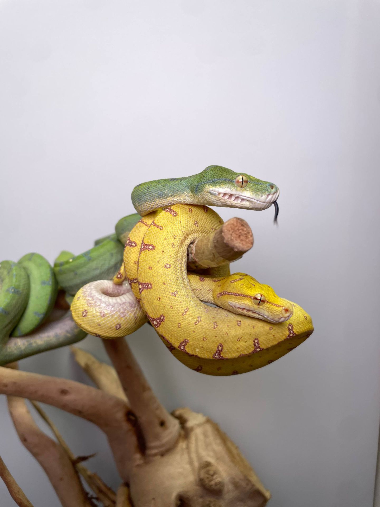 Зелений деревний пітон, ручний пітон, ручна змія, зелена змія, древесный питон, зеленый питон