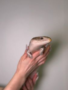 Синьоязикий сцинк, ручна контактна ящірка, сцинк з синім язиком, синеязыкий сцинк