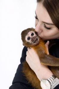 Золотистий мангобей, ручна мавпочка мангобей, дівчинка мавпа, домашня обезьяна