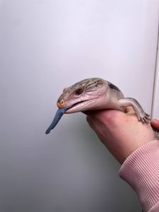 Синьоязикий сцинк, ручна контактна ящірка, сцинк з синім язиком, синеязыкий сцинк