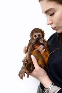 Золотистий мангобей, ручна мавпочка мангобей, дівчинка мавпа, домашня обезьяна