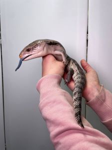 Синьоязикий сцинк, ручна контактна ящірка, сцинк з синім язиком, синеязыкий сцинк