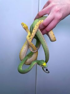 Зелений деревний пітон, ручний пітон, ручна змія, зелена змія, древесный питон, зеленый питон