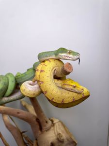 Зелений деревний пітон, ручний пітон, ручна змія, зелена змія, древесный питон, зеленый питон