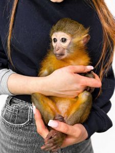 Золотистий мангобей, ручна мавпочка мангобей, дівчинка мавпа, домашня обезьяна