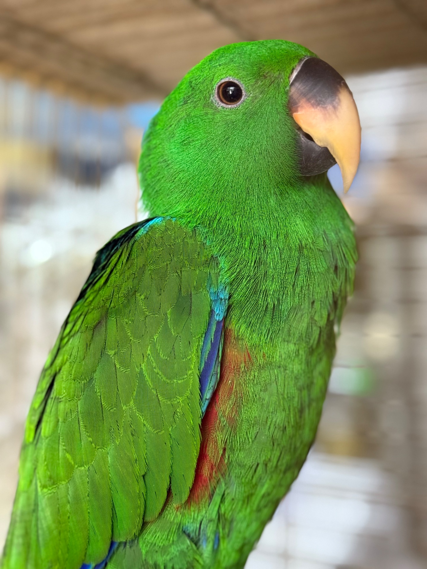 Доставка по Украине-Выкормыш Эклектус Птенец ручной