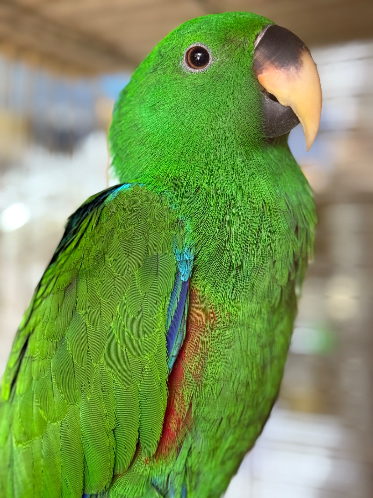 Доставка по Украине-Выкормыш Эклектус Птенец ручной