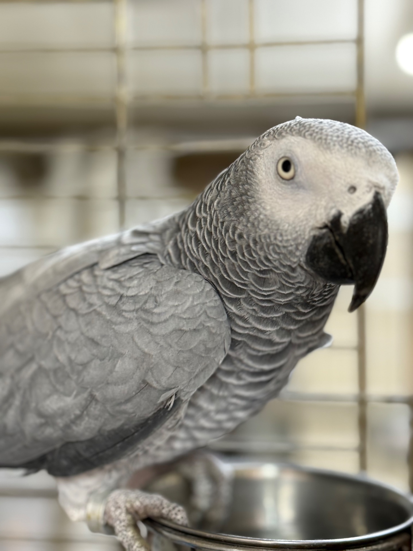 Самка попугая Жако окольцована